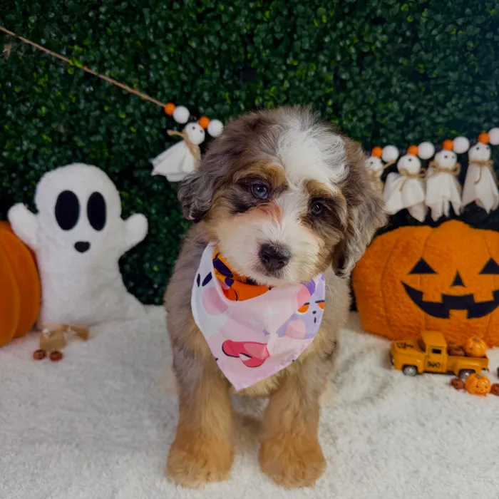 Female Bernedoodle Mini puppy named Mimi for sale at Puppy Dreams - Garland.