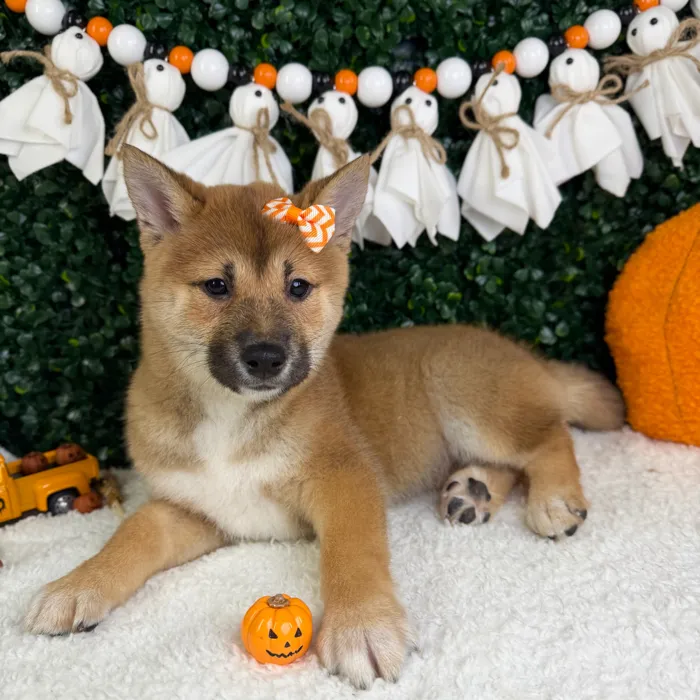 Female Shiba Inu puppy named Mochi for sale at Puppy Dreams - Garland.