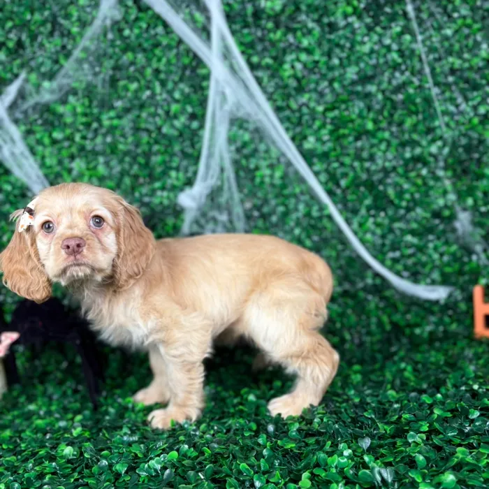 Female Cocker Spaniel puppy named Stella for sale at Puppy Dreams - North Richland Hills.