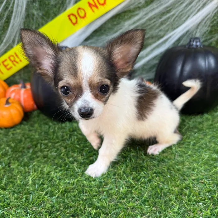 Female Chihuahua puppy named Cheryl for sale at Puppy Dreams - Arlington.