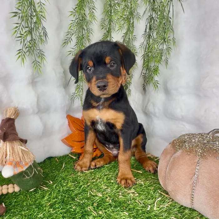 Male Rottweiler puppy named Kevin for sale at Puppy Dreams - Denton.