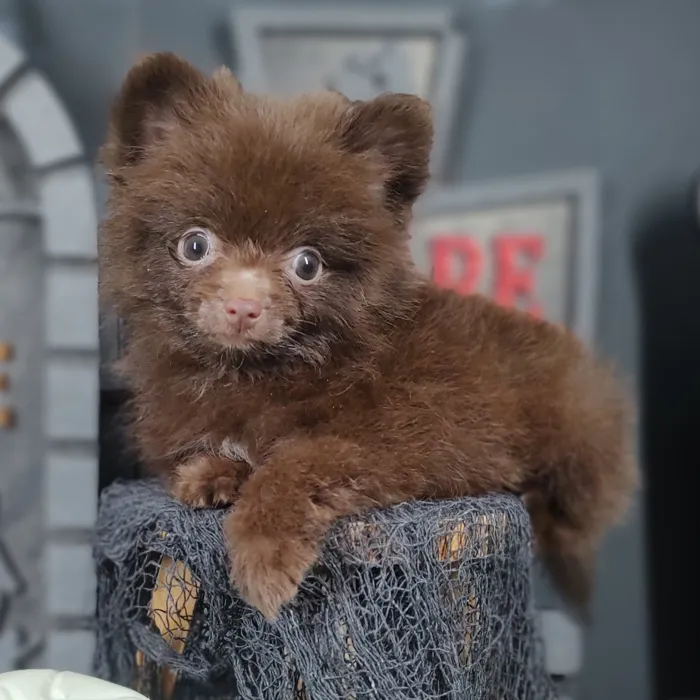 Male Pomeranian puppy named Cococa for sale at Puppy Dreams - Mansfield.