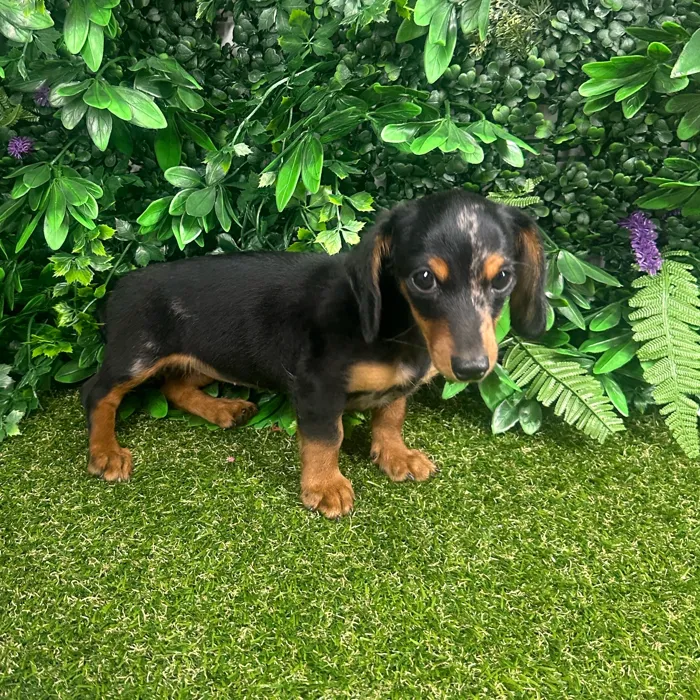 Female Dachshund puppy named Luna for sale at Puppy Dreams - Parks Mall.