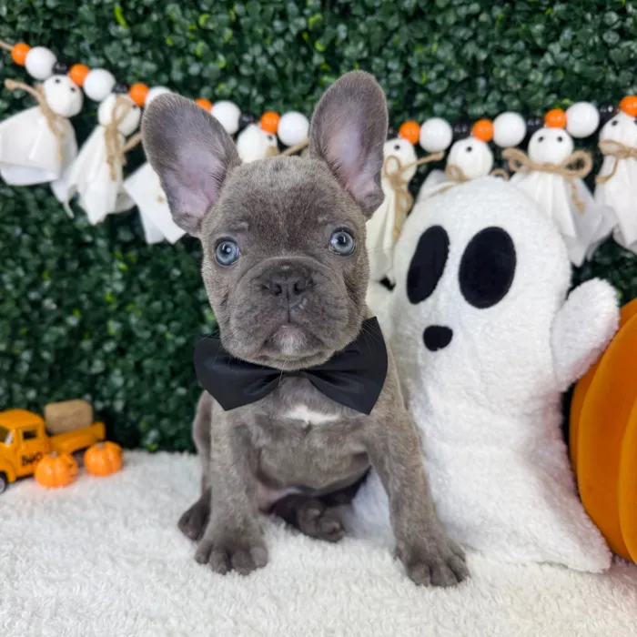 Male French Bulldog puppy named Bluey for sale at Puppy Dreams - Garland.