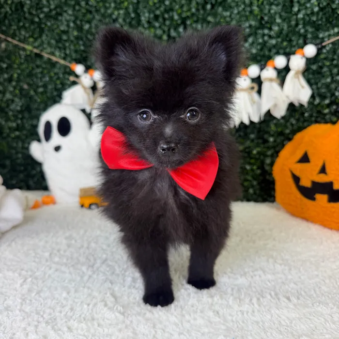 Male Pomeranian puppy named Midnight for sale at Puppy Dreams - Garland.