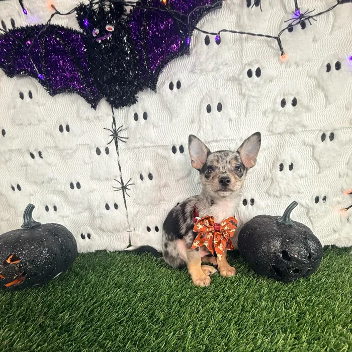 Male Chihuahua puppy named Bandit for sale at Puppy Dreams - Carrollton.