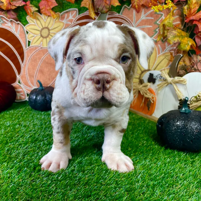 Female English Bulldog puppy named Sadie for sale at Puppy Dreams - Carrollton.