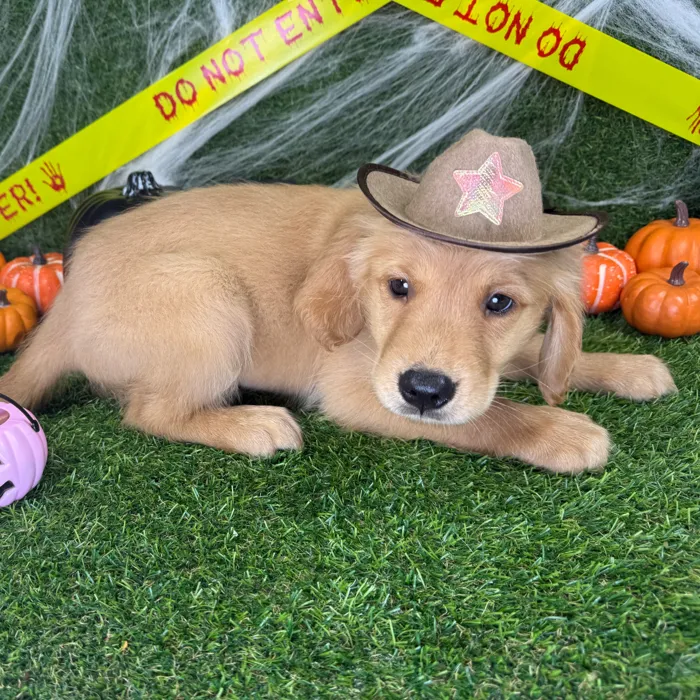 Male Golden Retriever puppy named Echo for sale at Puppy Dreams - Arlington.