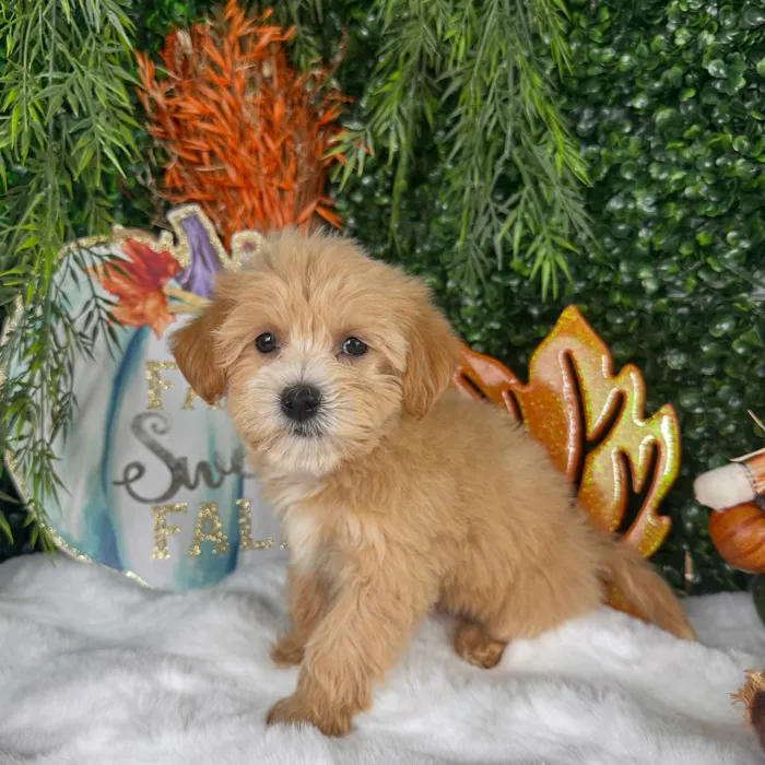 Female Maltipoo puppy named Chai for sale at Puppy Dreams - Denton.
