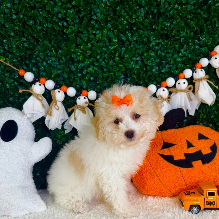 Female Bichon-Poodle puppy named Velvet for sale at Puppy Dreams - Garland.