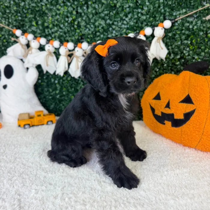 Female Cocker Spaniel puppy named Aurora for sale at Puppy Dreams - Garland.