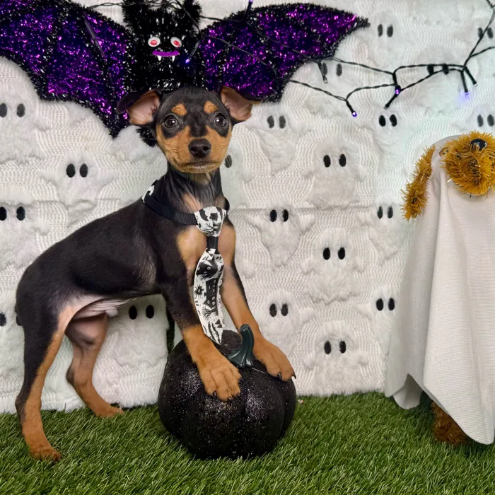 Male Min Pin puppy named Max for sale at Puppy Dreams - Carrollton.