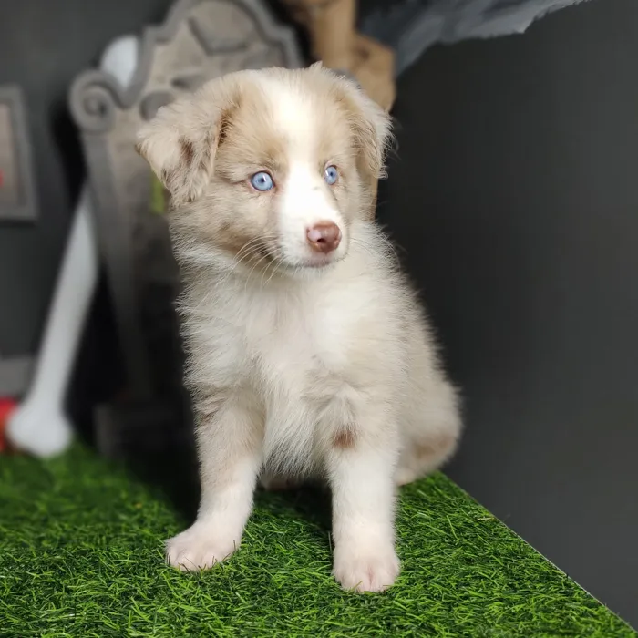 Male Mini Aussie puppy named *Elvis* for sale at Puppy Dreams - Mansfield.