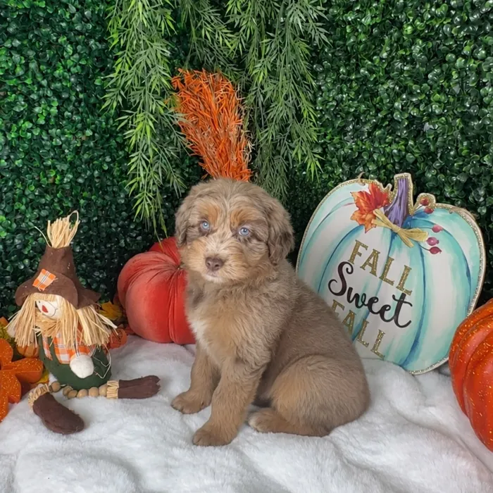 Male Mini Aussiedoodle puppy named Jacob for sale at Puppy Dreams - Denton.