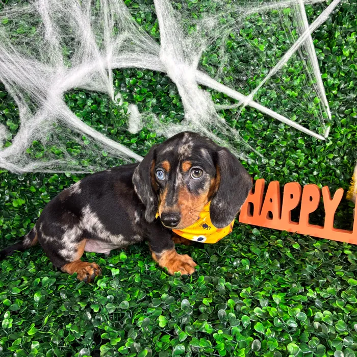 Male Dachshund puppy named Oreo for sale at Puppy Dreams - North Richland Hills.