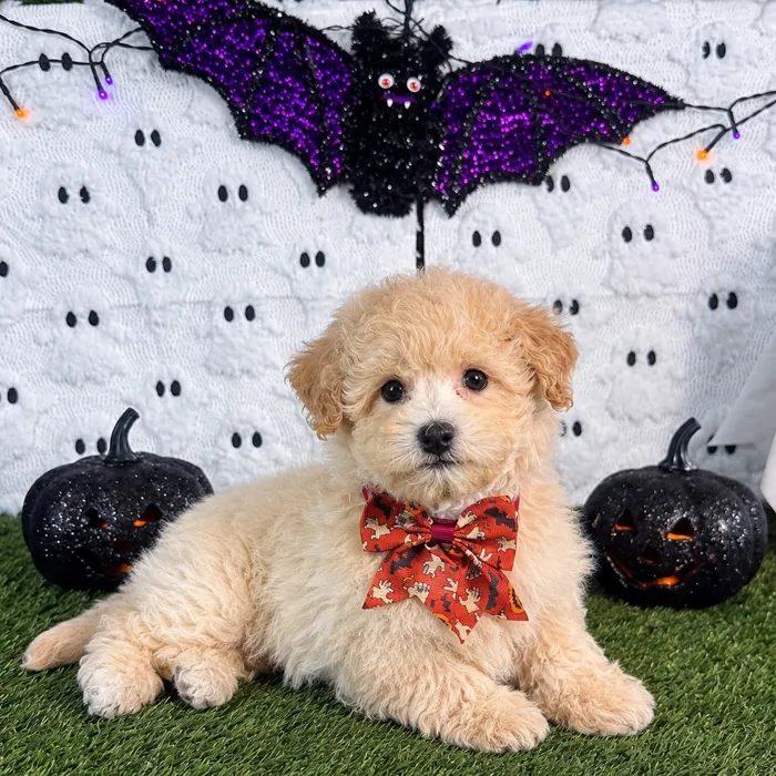 Male Bichon-Poodle puppy named Butters for sale at Puppy Dreams - Carrollton.