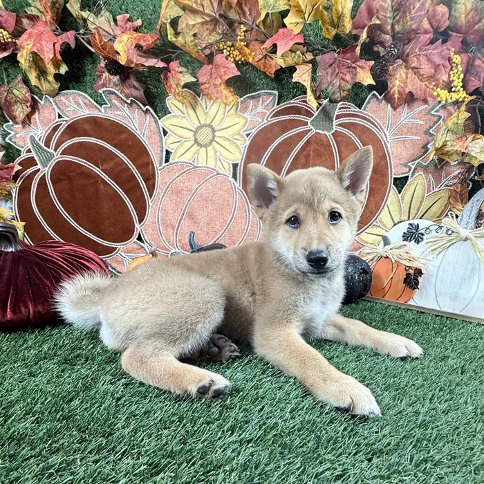 Male Shiba Inu puppy named Doge for sale at Puppy Dreams - Carrollton.