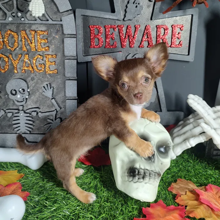 Female Chihuahua puppy named *Aaliyah* for sale at Puppy Dreams - Mansfield.