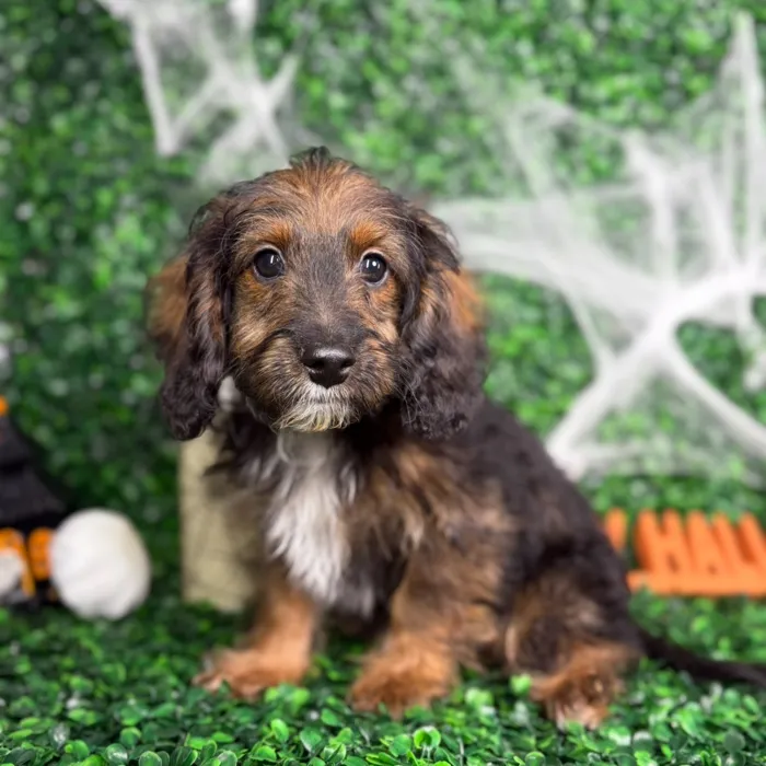 Male Cockapoo puppy named Teddy for sale at Puppy Dreams - North Richland Hills.