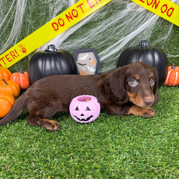 Male Dachshund puppy named Leo for sale at Puppy Dreams - Arlington.