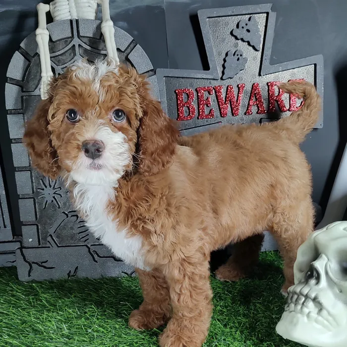 Female Cavapoo puppy named *Dolly* for sale at Puppy Dreams - Mansfield.