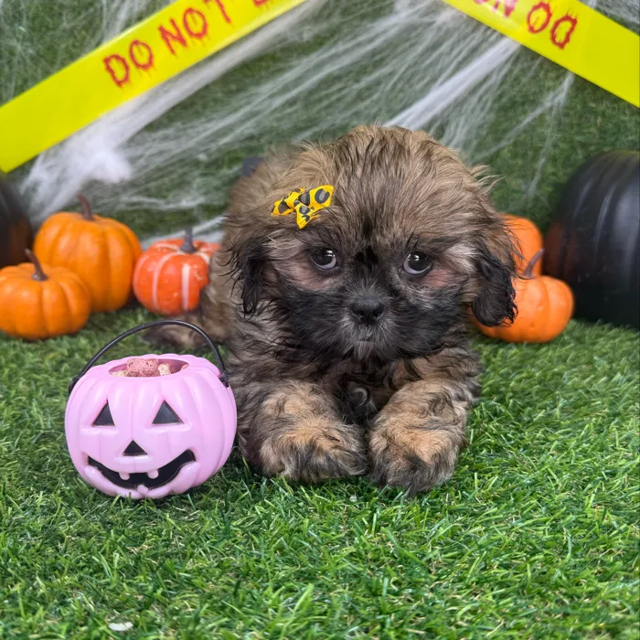 Female Shih Tzu puppy named Sadie for sale at Puppy Dreams - Arlington.