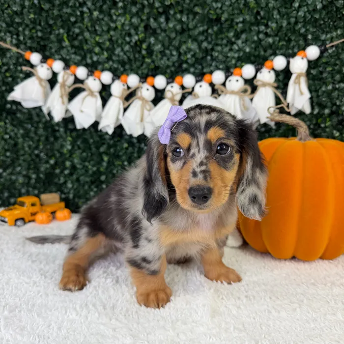 Female Dachshund puppy named Daisie for sale at Puppy Dreams - Garland.