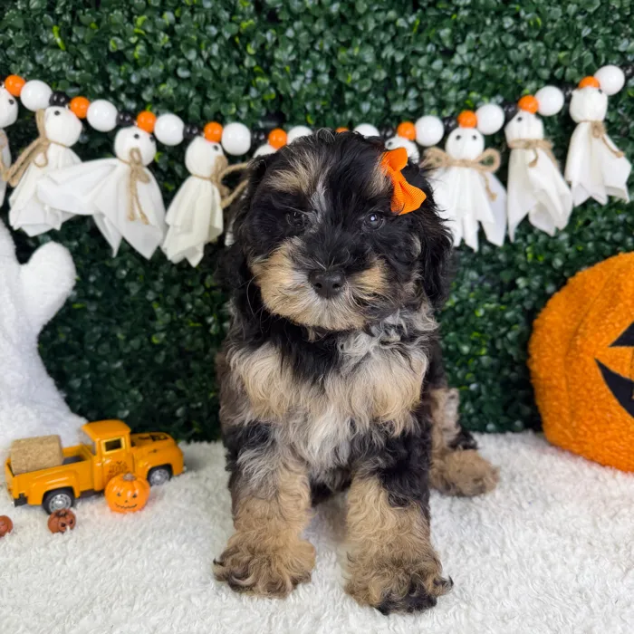 Female Cavapoo puppy named Daisy for sale at Puppy Dreams - Garland.