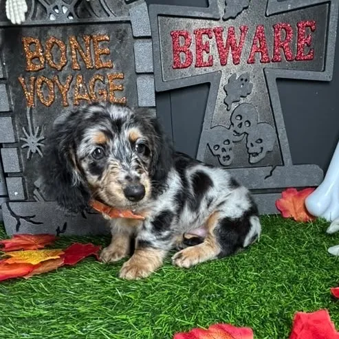 Female Dachshund puppy named *Selina* for sale at Puppy Dreams - Mansfield.
