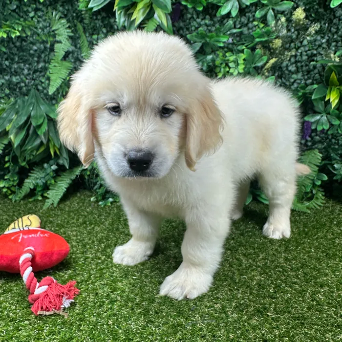 Female Golden Retriever puppy named Bambi for sale at Puppy Dreams - Parks Mall.
