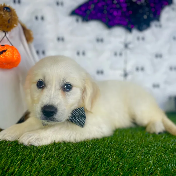 Male Golden Retriever puppy named Romeo for sale at Puppy Dreams - Carrollton.