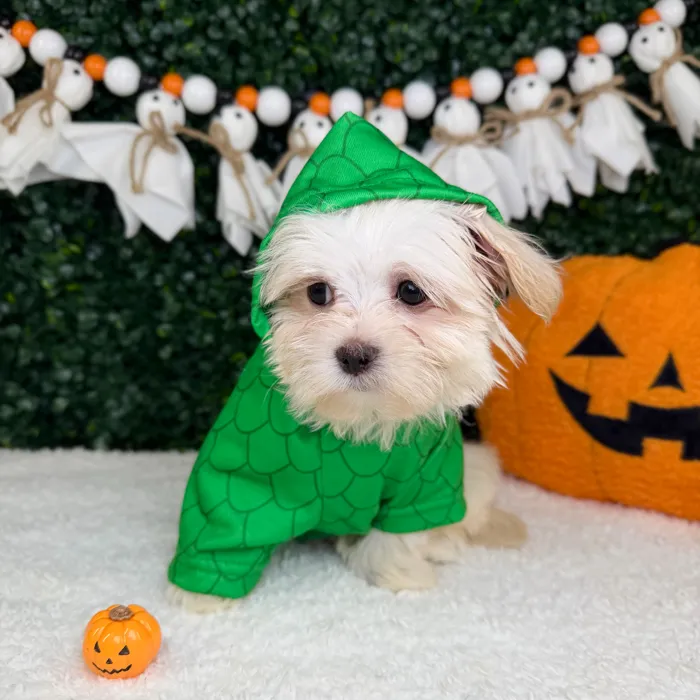 Male Malshi puppy named Archie for sale at Puppy Dreams - Garland.