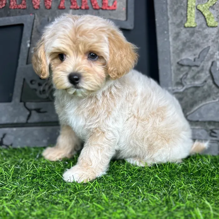 Male Maltipoo puppy named *Lestat* for sale at Puppy Dreams - Mansfield.