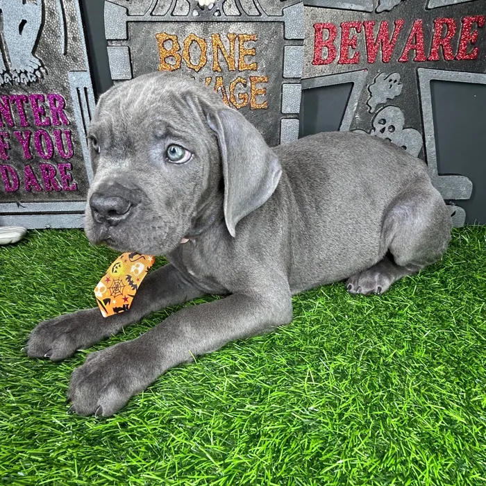 Male Cane Corso puppy named *Candyman* for sale at Puppy Dreams - Mansfield.