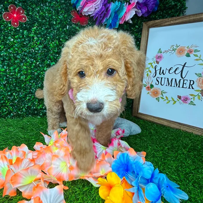 Female Mini Goldendoodle puppy named *River* for sale at Puppy Dreams - Mansfield.