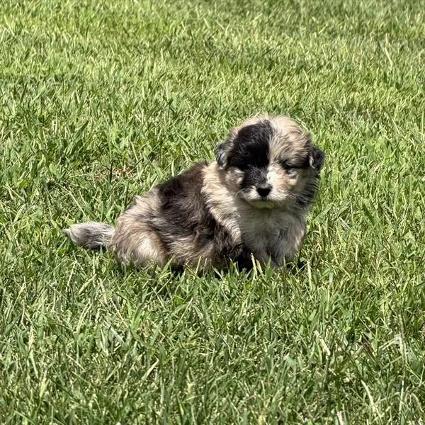 Male Pomsky puppy named Bolt for sale at Puppy Dreams - North Richland Hills.