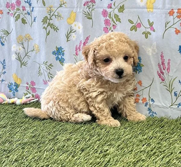 Male Bichon-Poodle puppy for sale at Puppy Dreams - Denton.