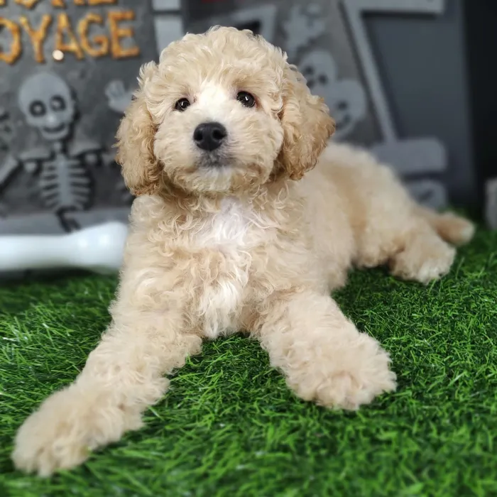 Male Bichon-Poodle puppy named Chucky for sale at Puppy Dreams - Mansfield.
