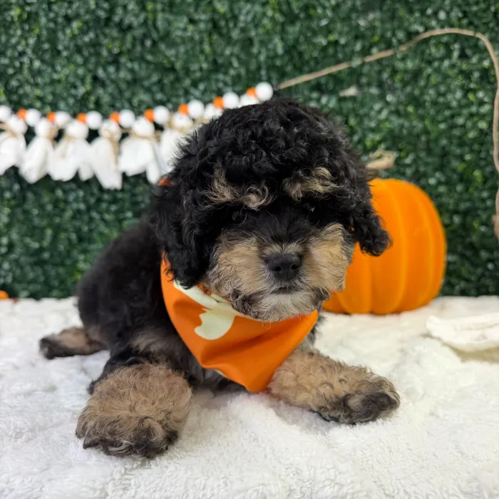 Male Cavapoo puppy named Winston for sale at Puppy Dreams - Garland.