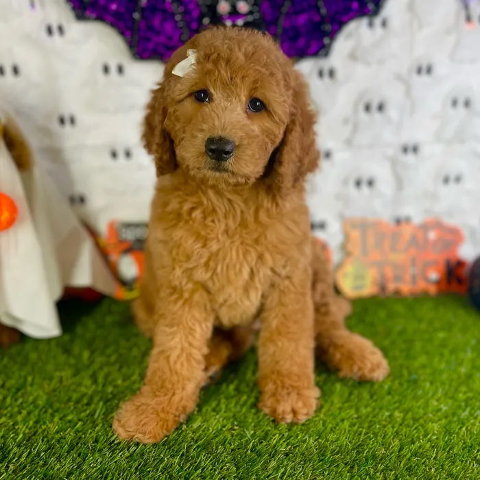Female Mini Goldendoodle puppy named Nadia for sale at Puppy Dreams - Carrollton.