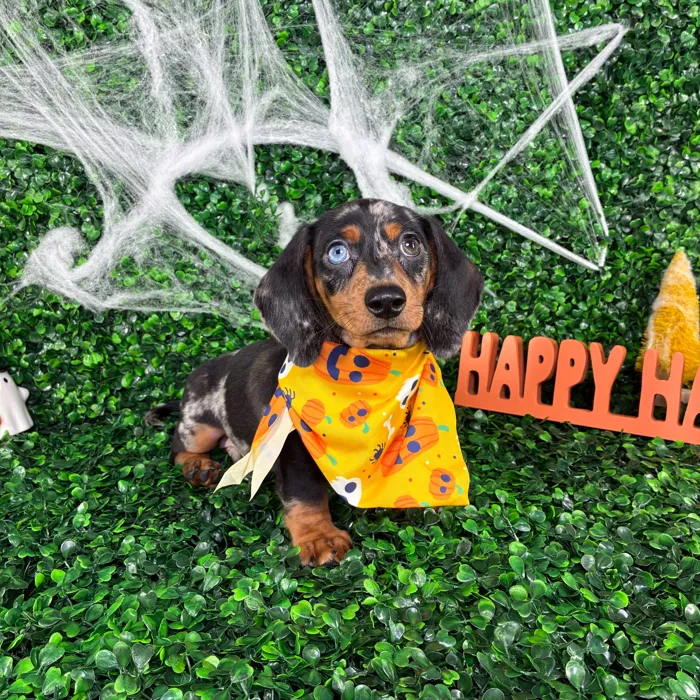 Male Dachshund puppy named Oreo for sale at Puppy Dreams - North Richland Hills.
