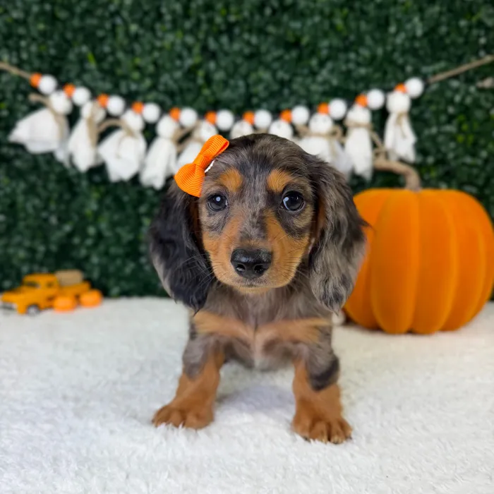 Female Dachshund puppy named Honey for sale at Puppy Dreams - Parks Mall.