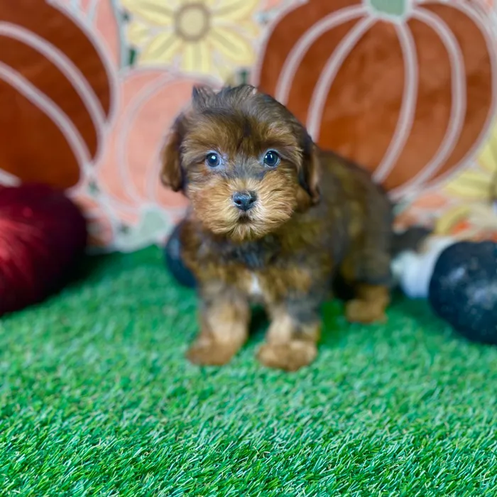 Male Shorkie puppy named Spike for sale at Puppy Dreams - Carrollton.