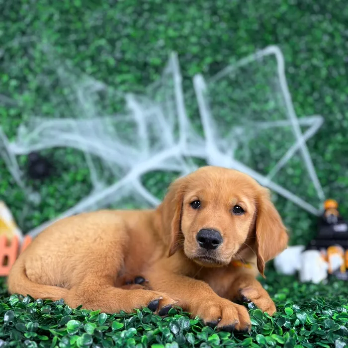 Male Golden Retriever puppy named Dallas for sale at Puppy Dreams - North Richland Hills.