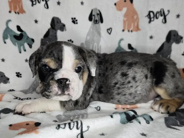 Male English Bulldog puppy for sale at Puppy Dreams - North Richland Hills.