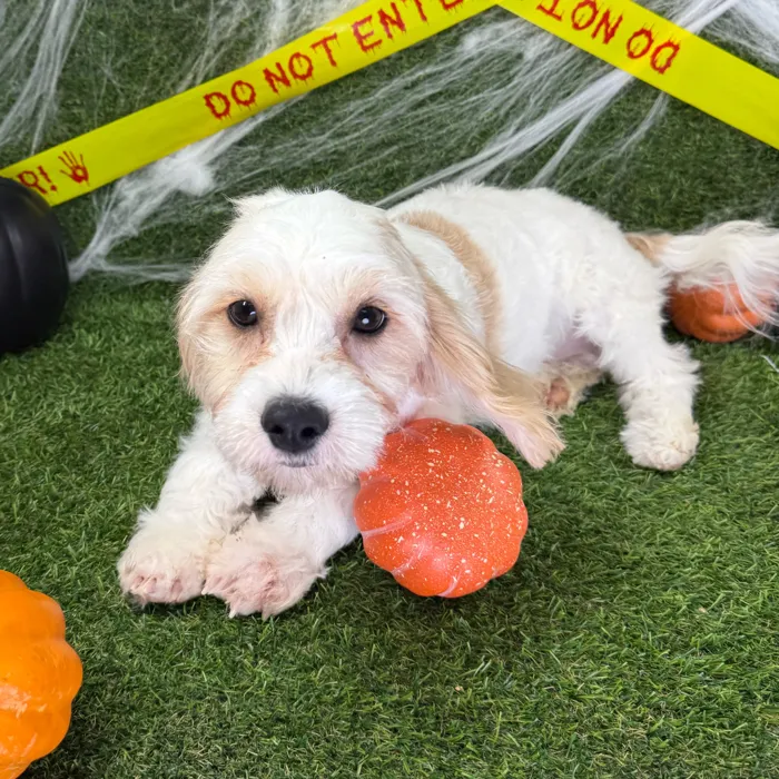 Female Cavachon puppy named Boba for sale at Puppy Dreams - Arlington.