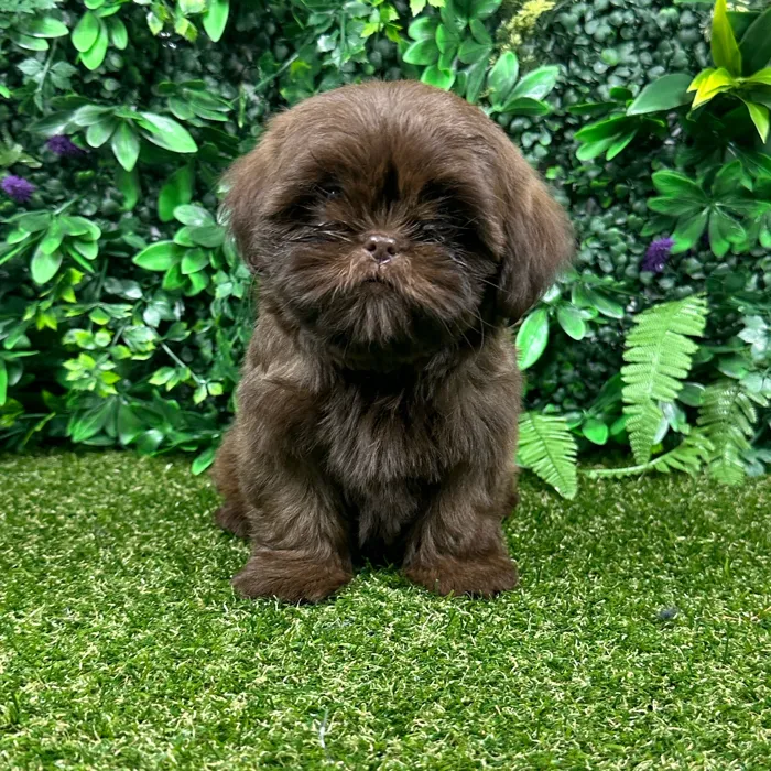 Female Shih Tzu puppy named Liz for sale at Puppy Dreams - Parks Mall.