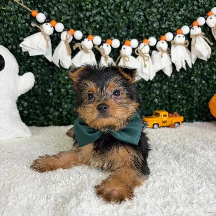 Male Yorkie puppy named Chucky for sale at Puppy Dreams - Garland.