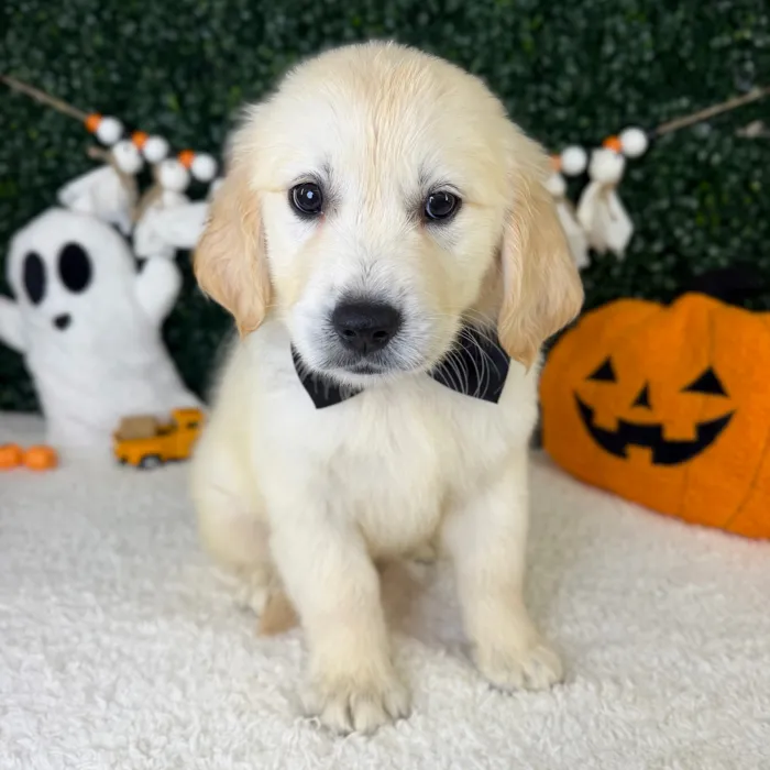 Male Golden Retriever puppy named Rocky for sale at Puppy Dreams - Garland.