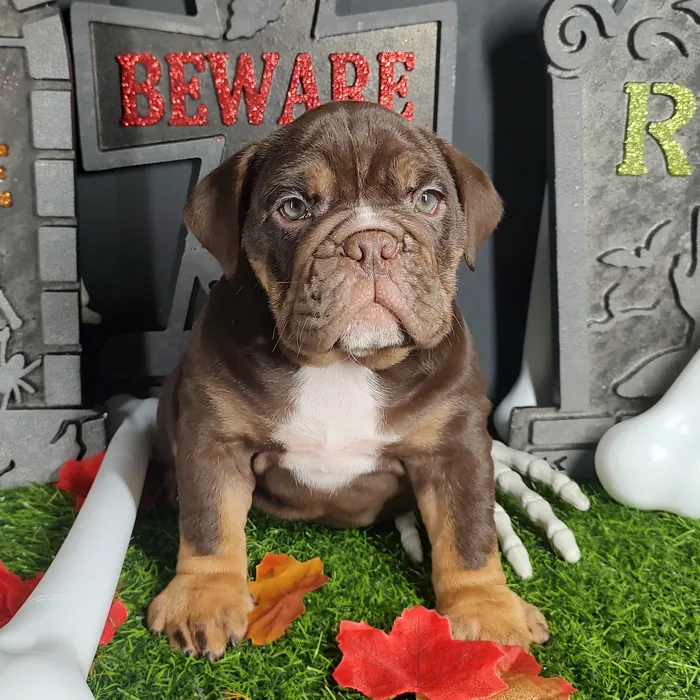 Female English Bulldog puppy named *Aretha* for sale at Puppy Dreams - Mansfield.